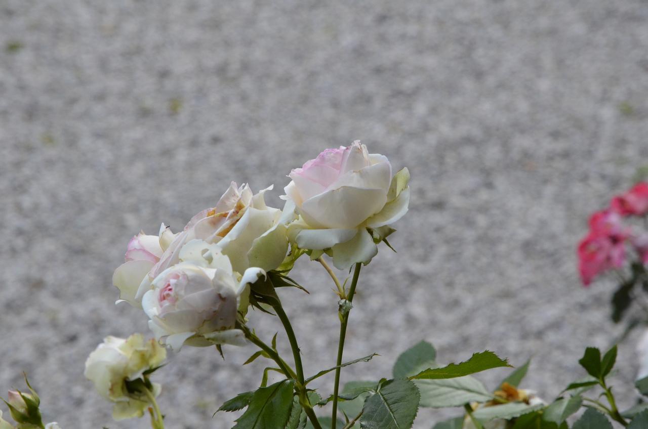 Villa Fiocco Sospirolo 외부 사진